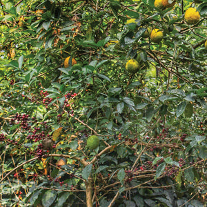 Sustainability in Coffee