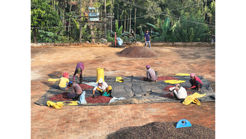 Co-Ferment vs Traditional Coffee Processing: What’s the Difference?