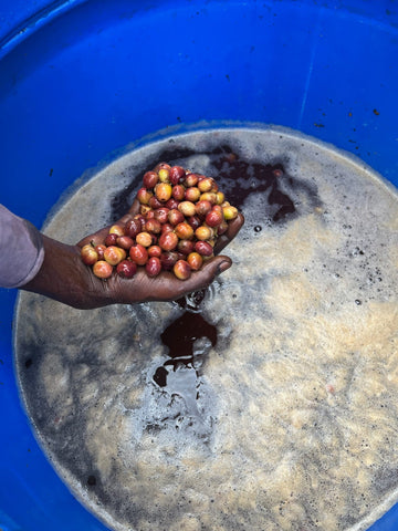Specialty Coffee vs Regular Coffee: What’s the Real Difference?