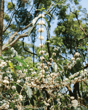 What Is Specialty Coffee and Why Does It Matter?