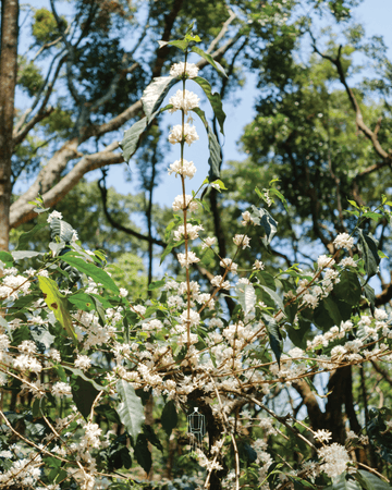  What Is Specialty Coffee and Why Does It Matter? | Bili Hu