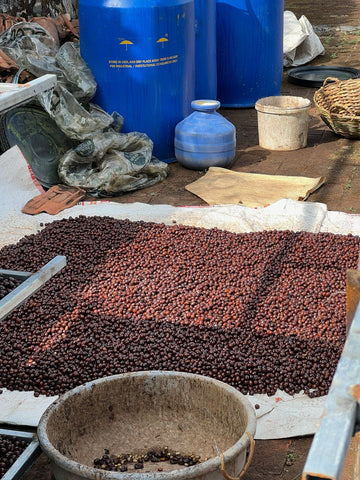 Arabica vs Robusta Coffee: Which Coffee Is Right for You? | BiliHu