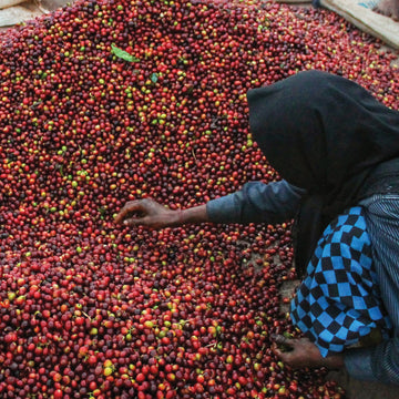 Post-harvest processing