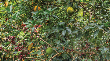 Sustainability in Coffee