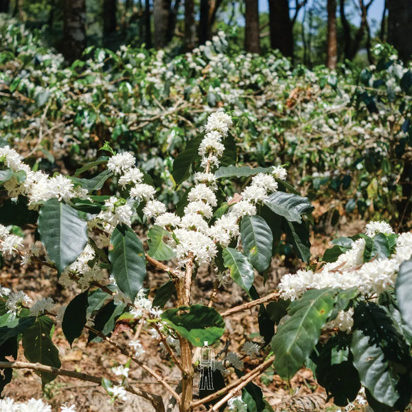 Balur Estate Dark Roast Coffee Beans - Bili Hu