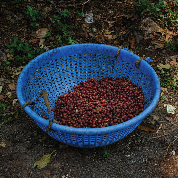 Black Honey Vienna Roast Coffee with Smooth and Full-Bodied Taste - Bili Hu