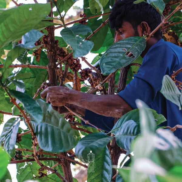 Arabica Blend (Medium Roast)