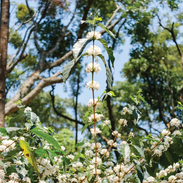 80 20 Arabica Robusta Blend