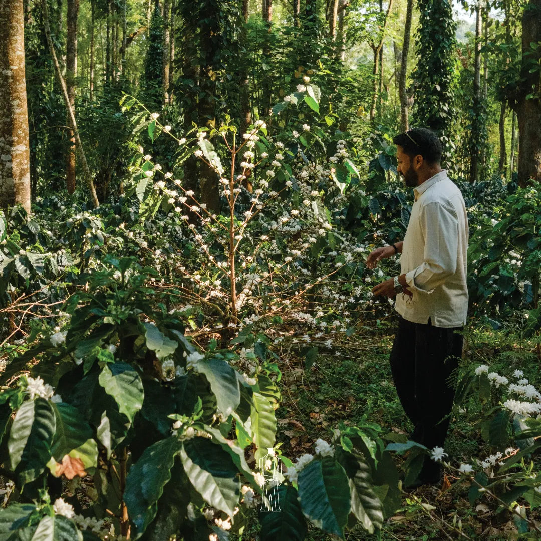 Balur Estate - Robusta