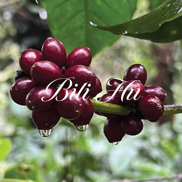 Arabica Blend (Medium Roast)