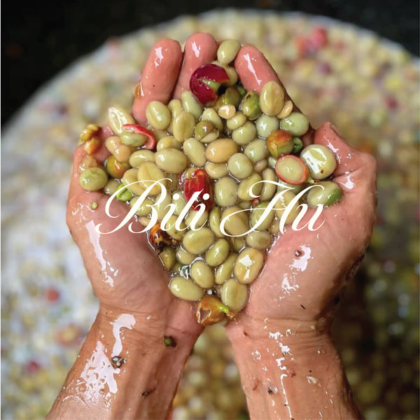 80 20 Arabica Robusta Blend