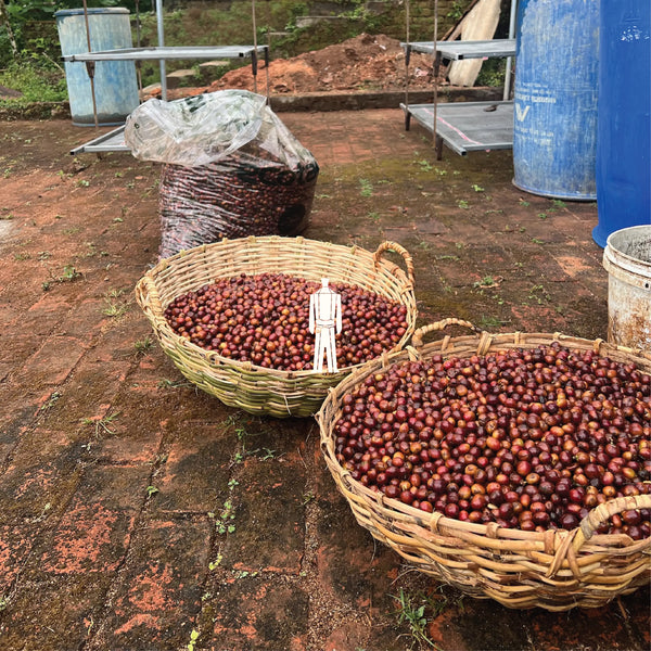 80 20 Arabica Robusta Blend