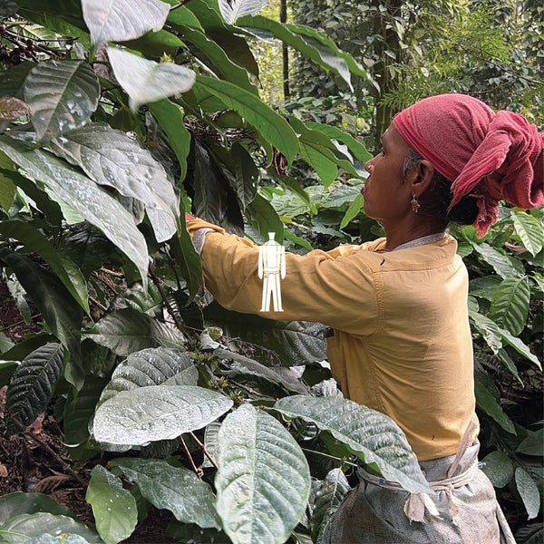 Colombian Decaf Coffee