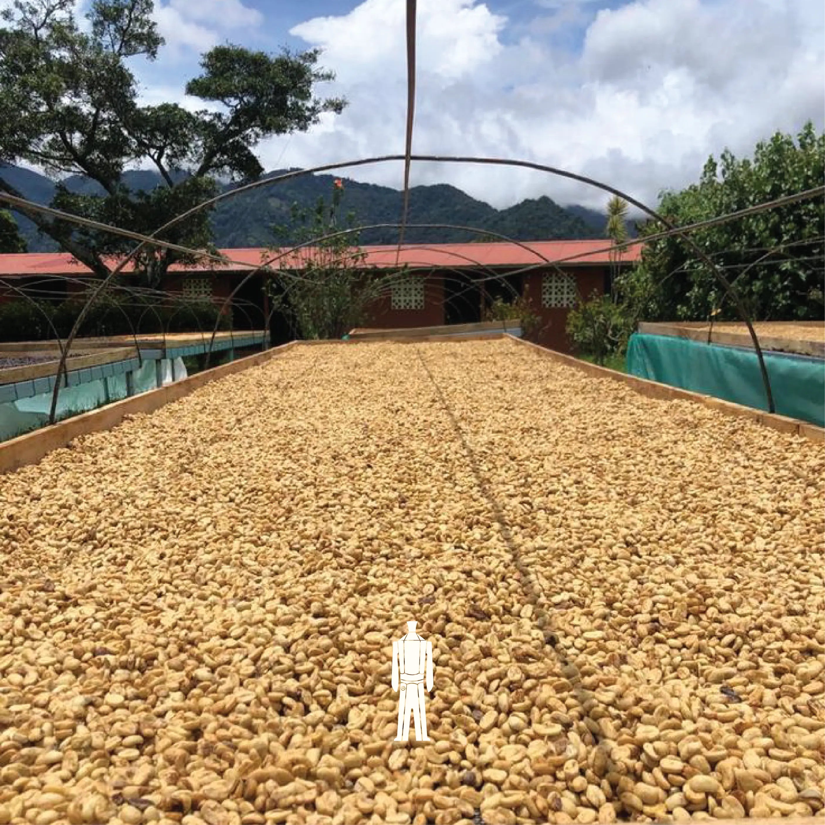 70% Arabica 30% Robusta Blend Coffee - Bili Hu
