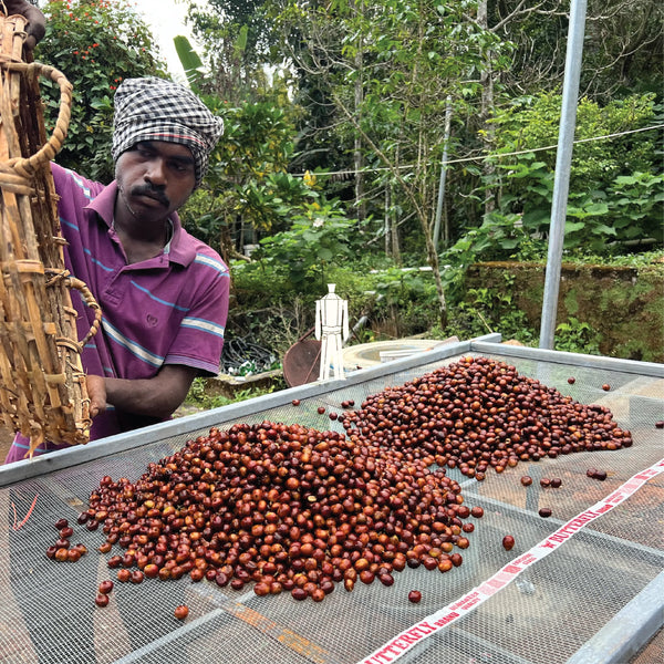 Premium Anaerobic Arabica Coffee - Bili Hu