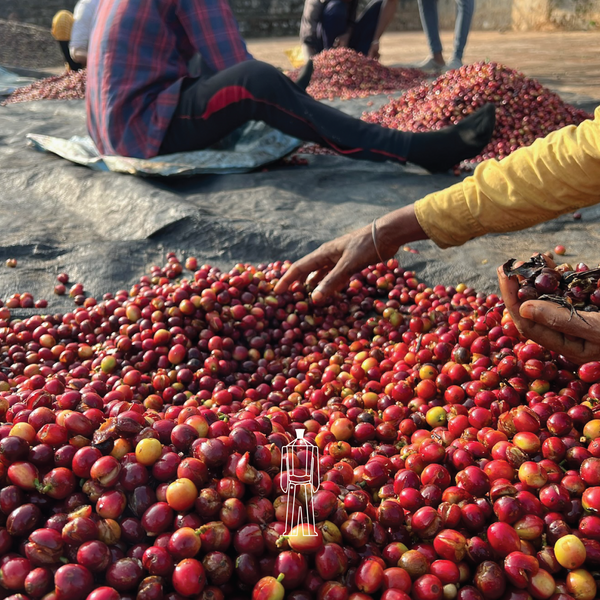 Premium Ground Coffee for Espresso, French Press, and Filter Coffee - Bili Hu