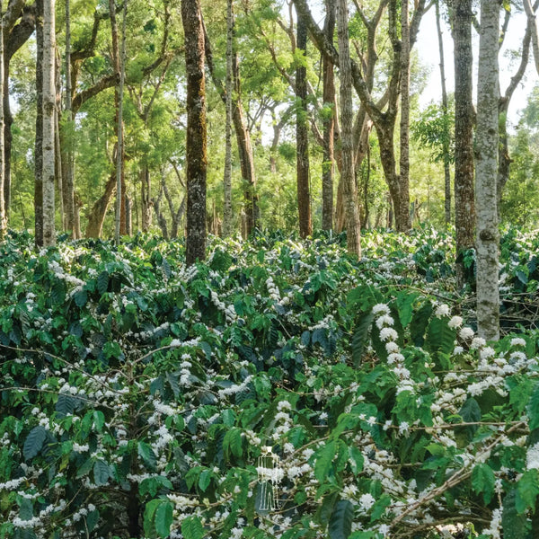 Specialty Anaerobic Arabica Beans - Bili Hu